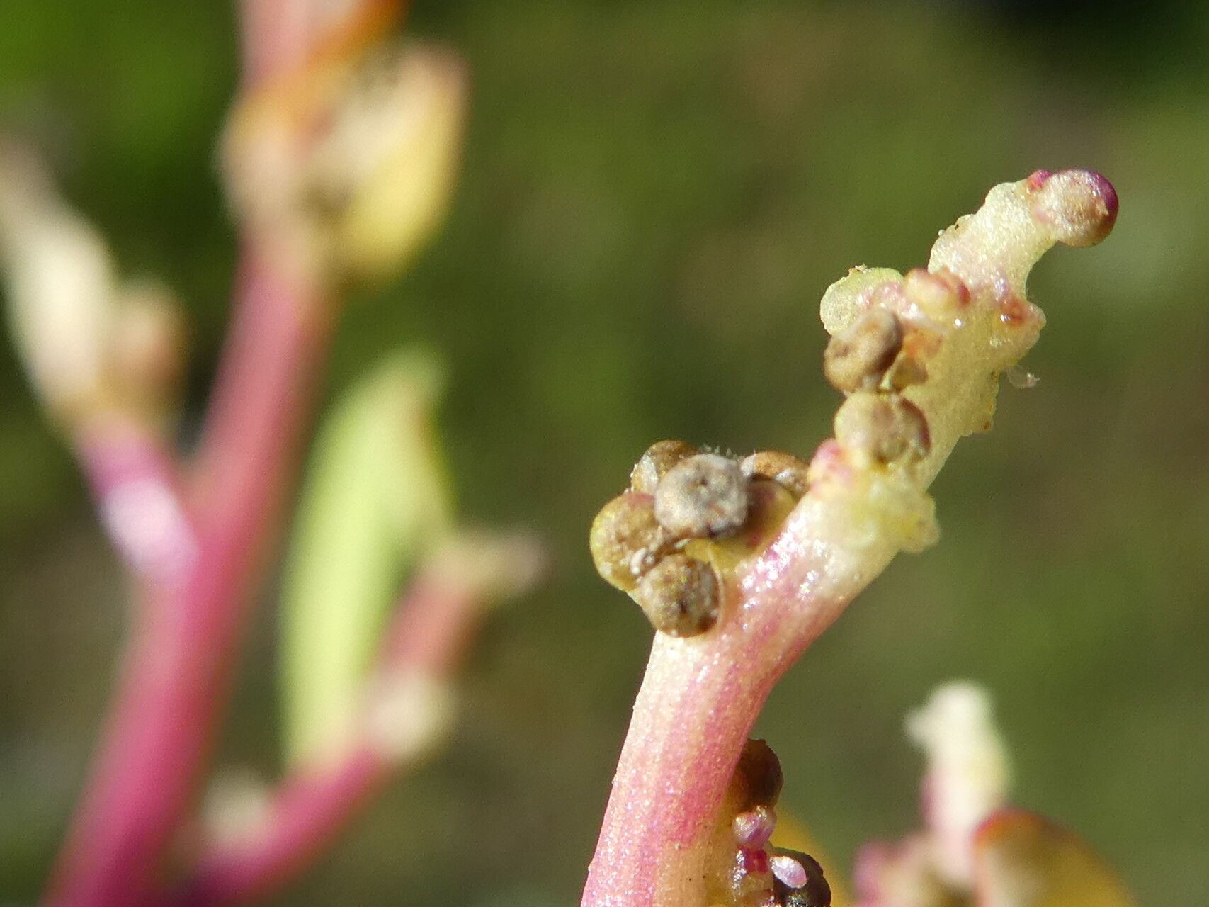 Chenopodium glaucum fruit