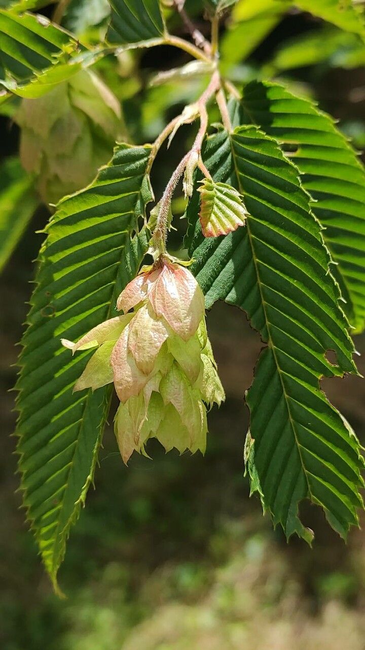 Carpinus japonica flower