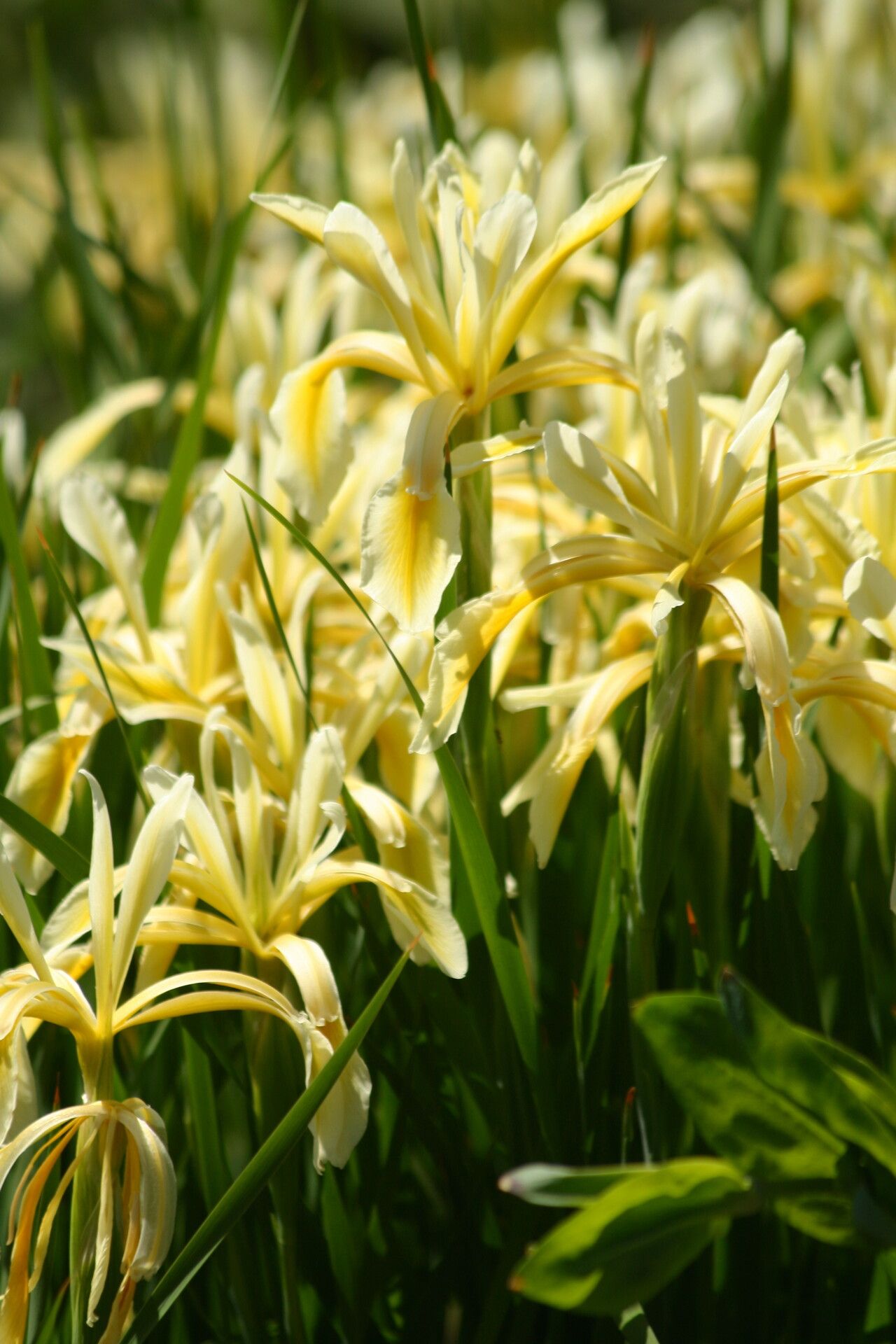 Iris kerneriana flower