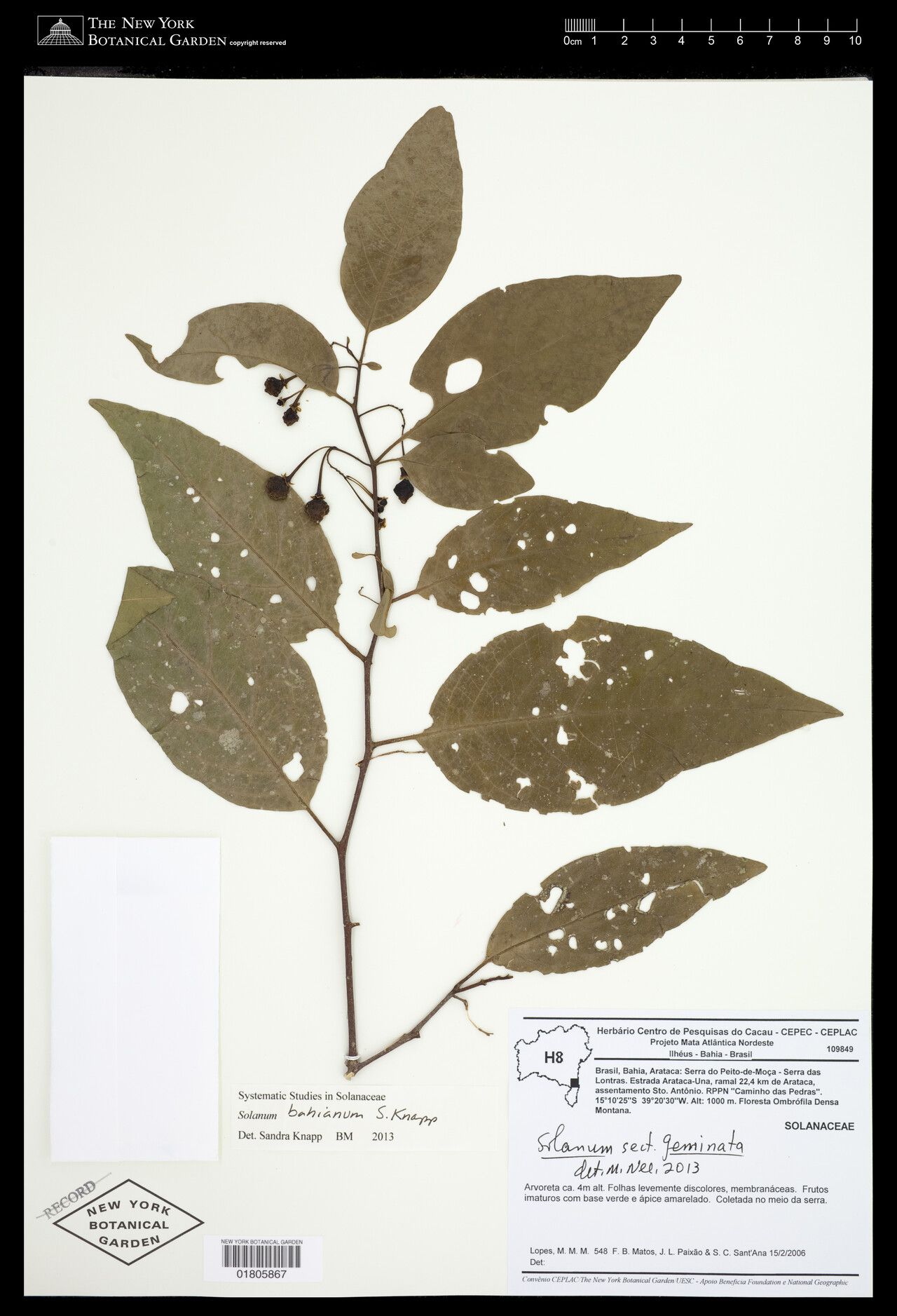 Solanum bahianum — houseplant care guide