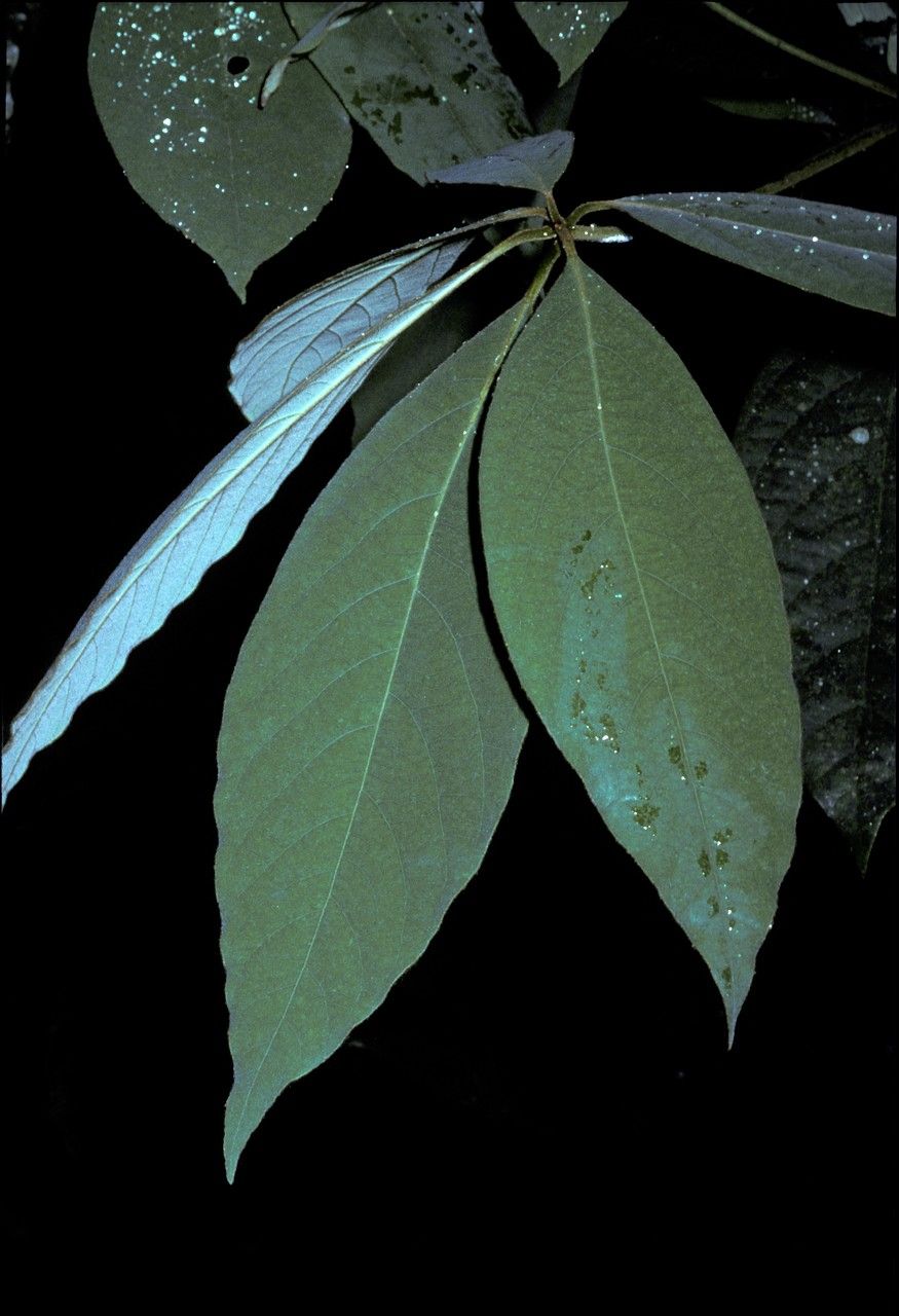 Actinodaphne tadulingamii — houseplant care guide