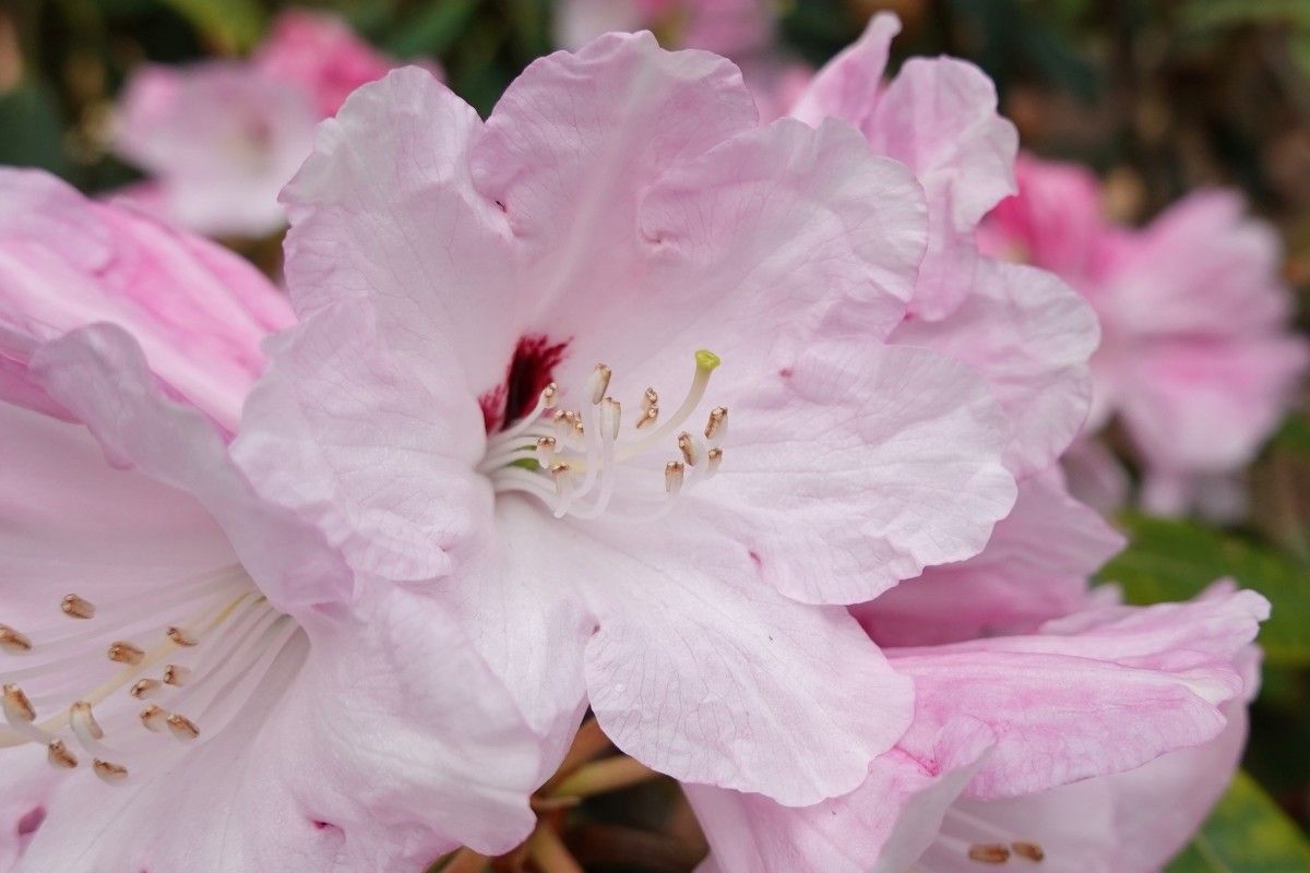 Rhododendron galactinum flower