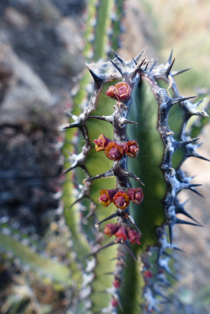 Euphorbia scarlatina fruit