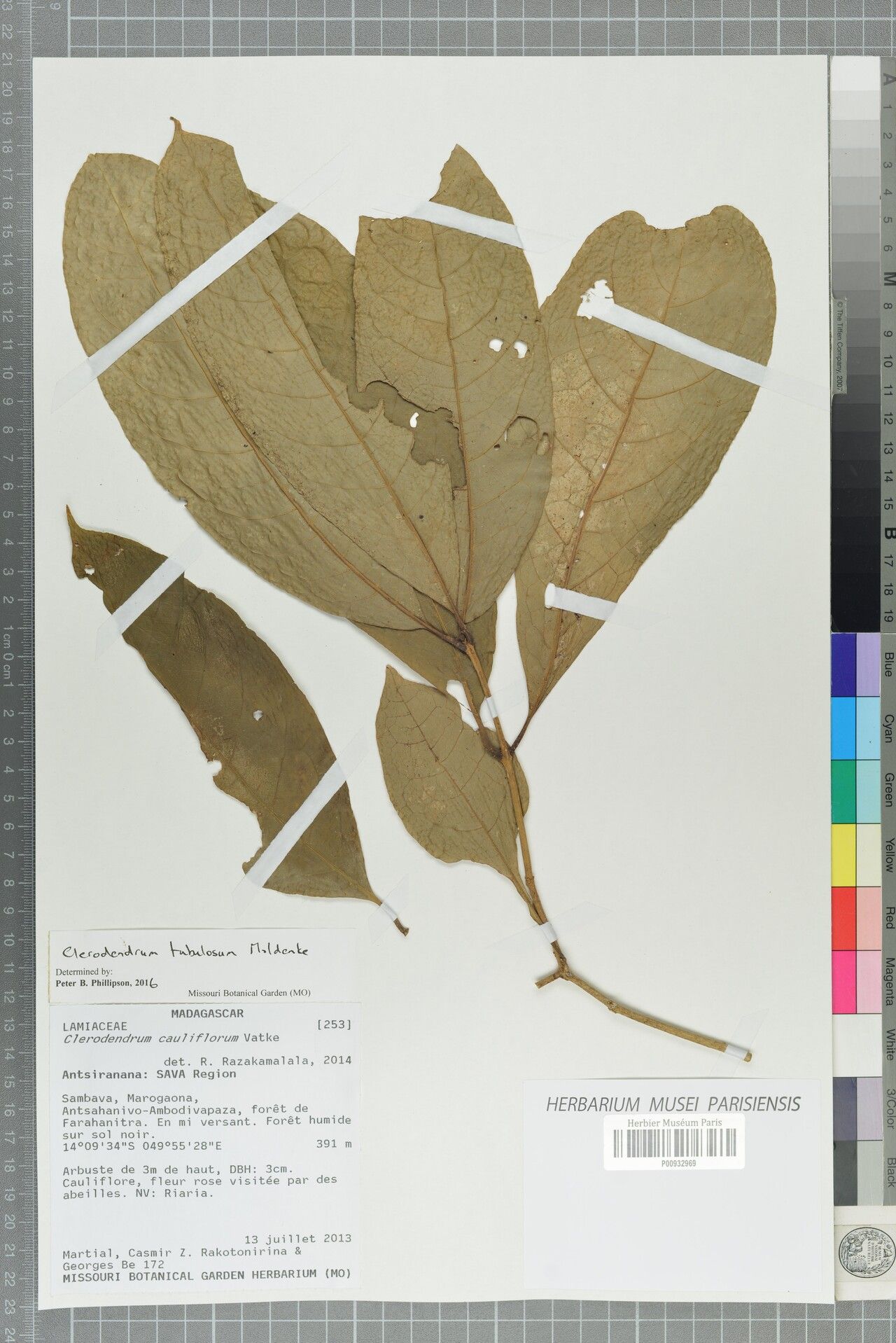 Clerodendrum tubulosum — houseplant care guide