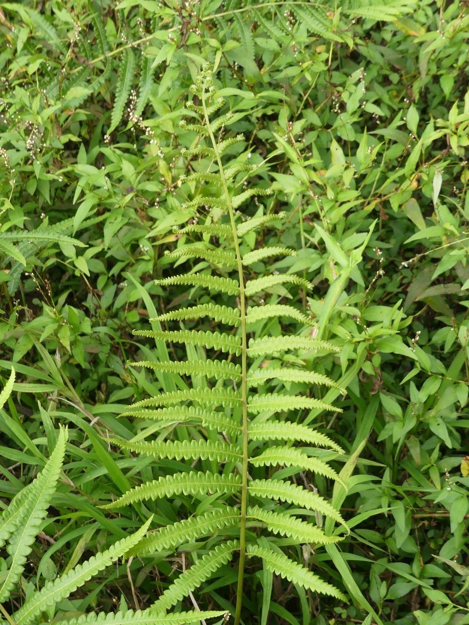 Thelypteris interrupta — search result for 'Thelypteris'