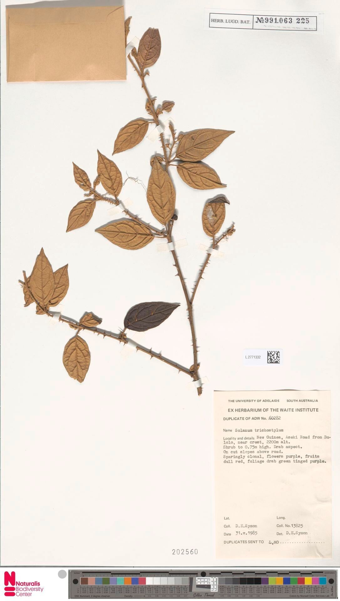 Solanum arachnoides — houseplant care guide