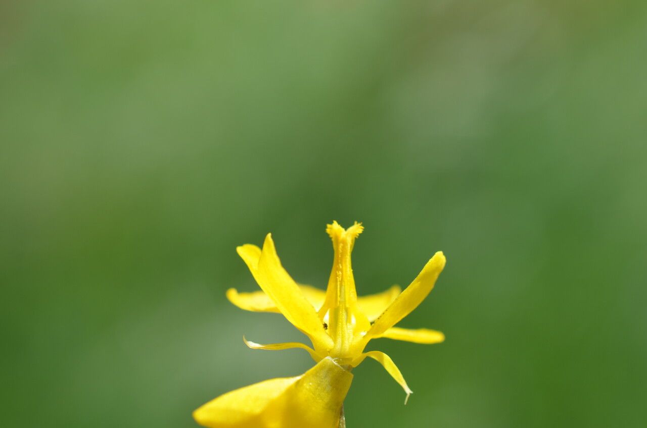 Hypecoum procumbens flower