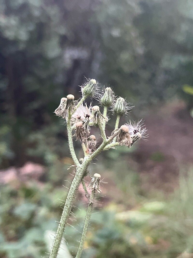 Pilosella guthnikiana fruit