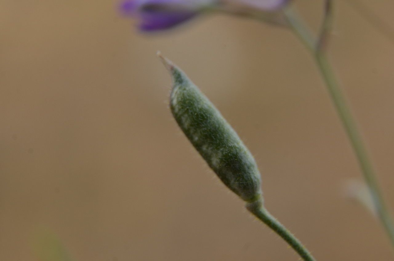 Delphinium gracile fruit