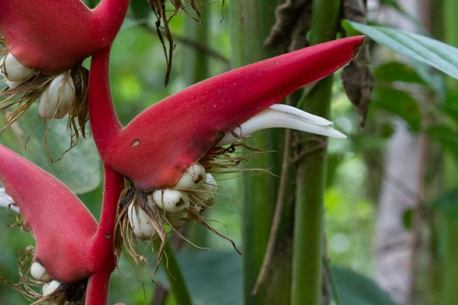 Heliconia pendula fruit