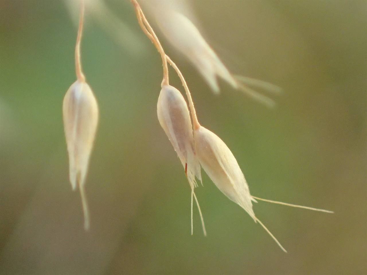 Aira caryophyllea fruit
