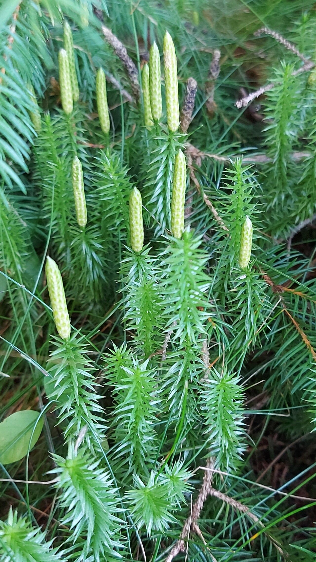 Lycopodium annotinum flower