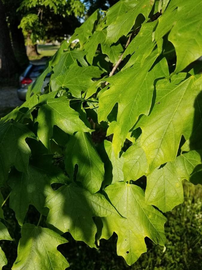 Acer nigrum — search result for 'Saccharum'