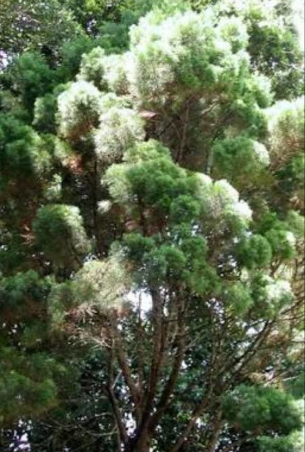 Callitris macleayana — search result for 'Cupressaceae'