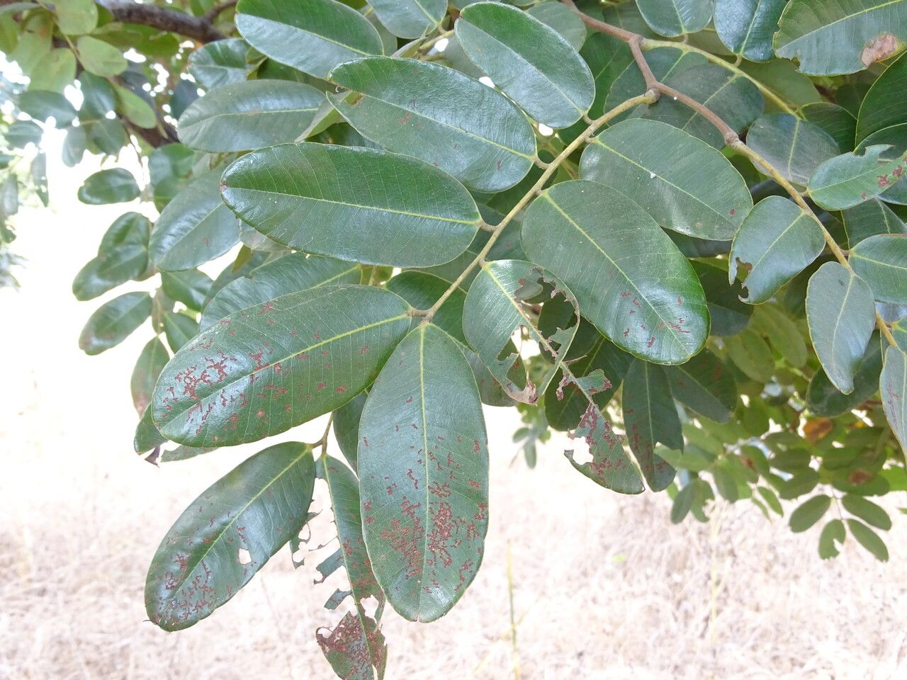 Detarium microcarpum — soil improver houseplant