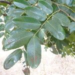 Detarium microcarpum