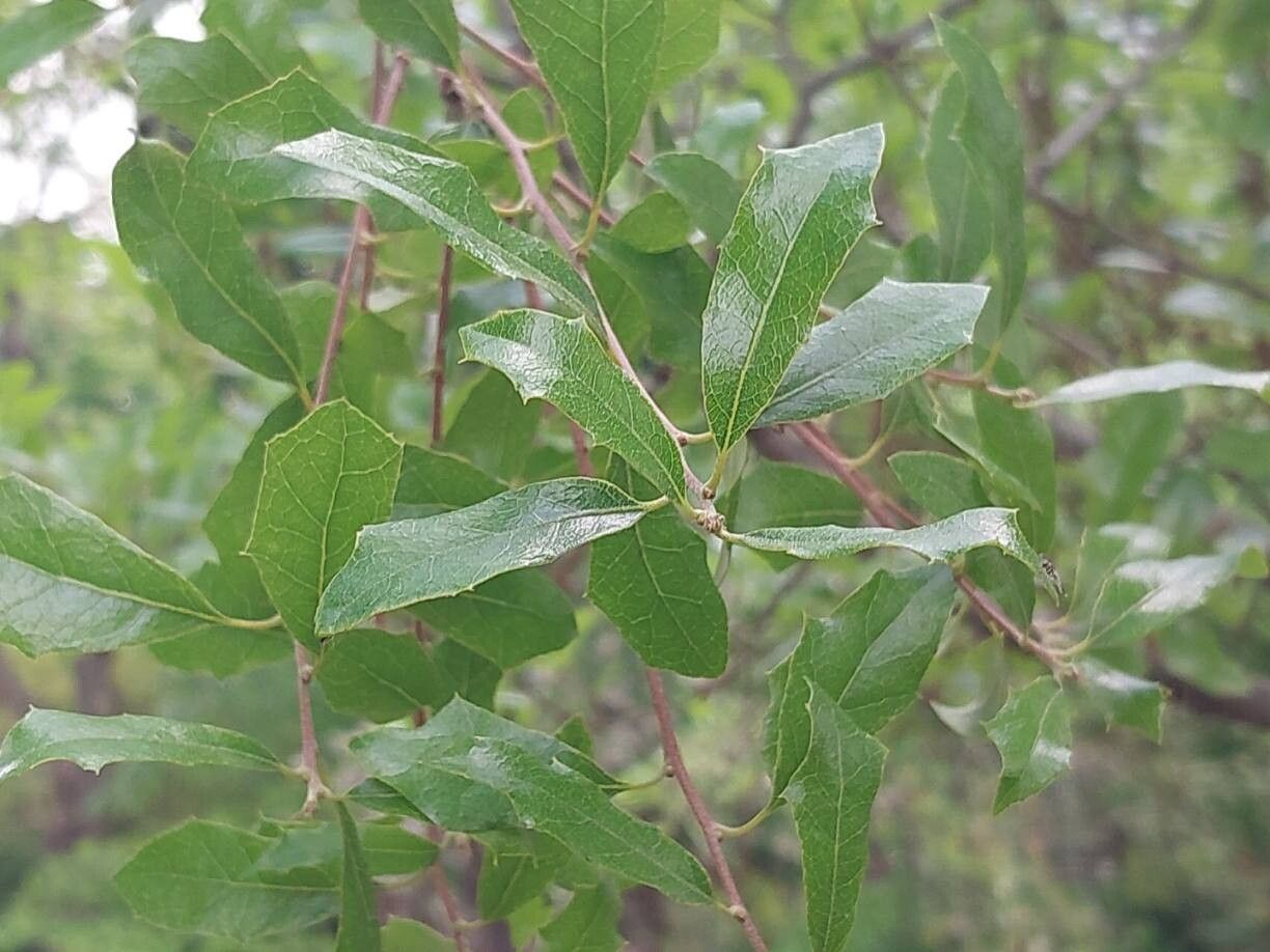 Quercus vaseyana leaf
