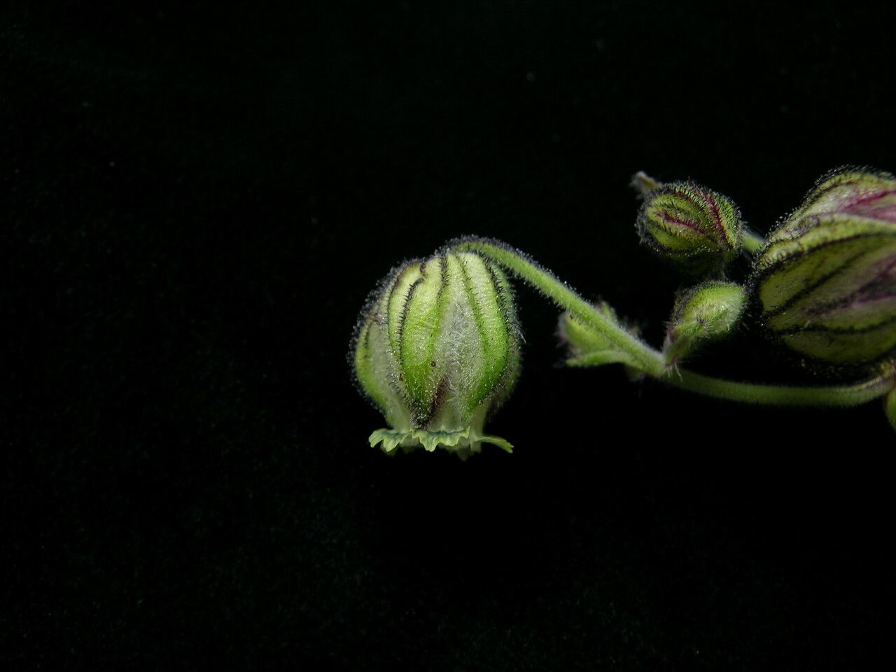 Silene edgeworthii fruit