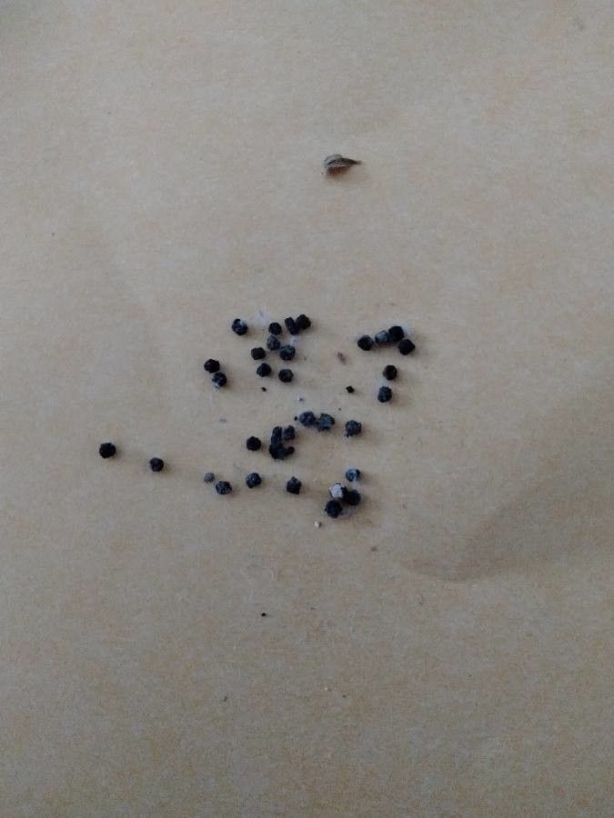 Bellevalia romana fruit