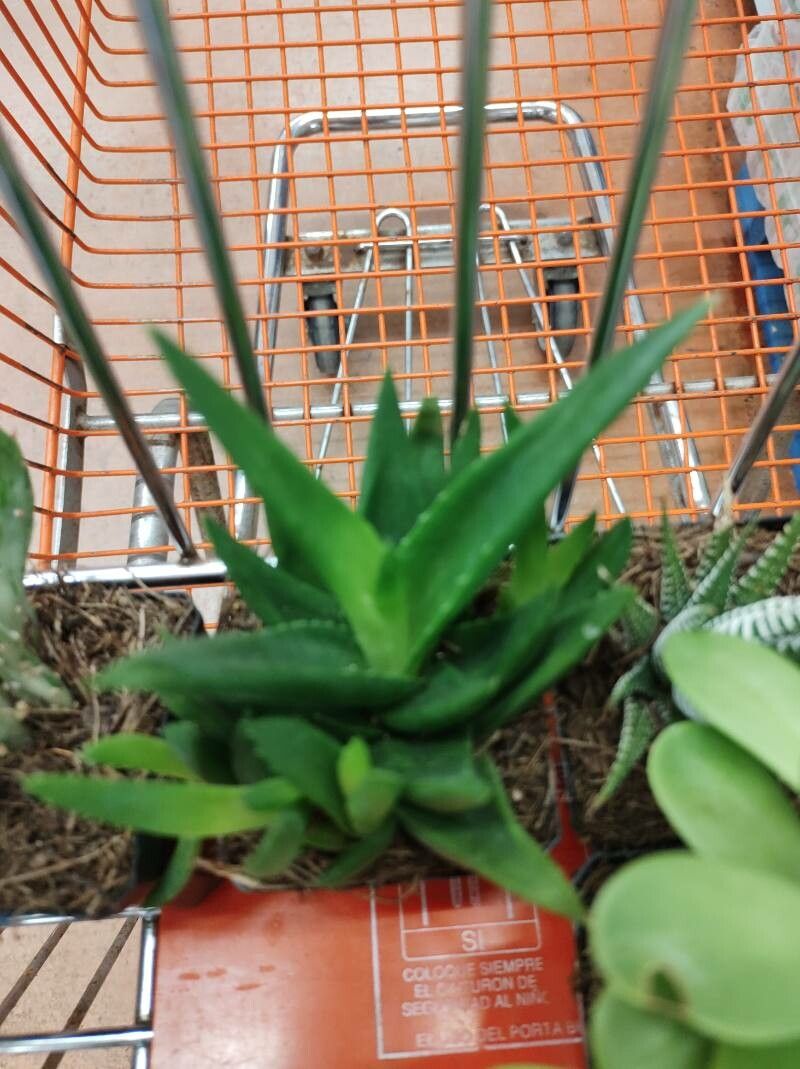 Aloe spp. — houseplant care guide