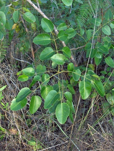 Metopium toxiferum habit