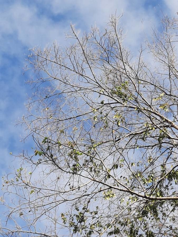 Ulmus mexicana other