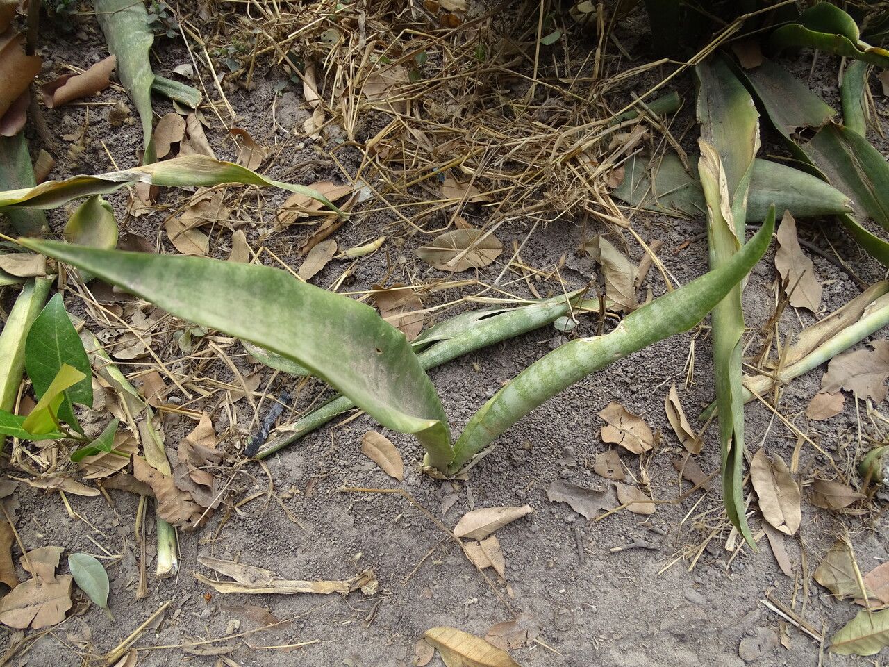 Sansevieria senegambica leaf
