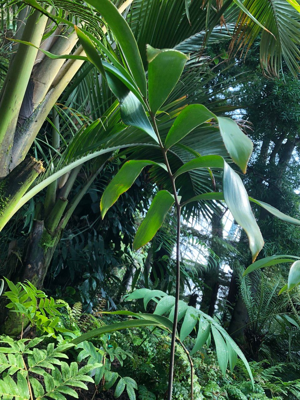 Zamia lacandona habit