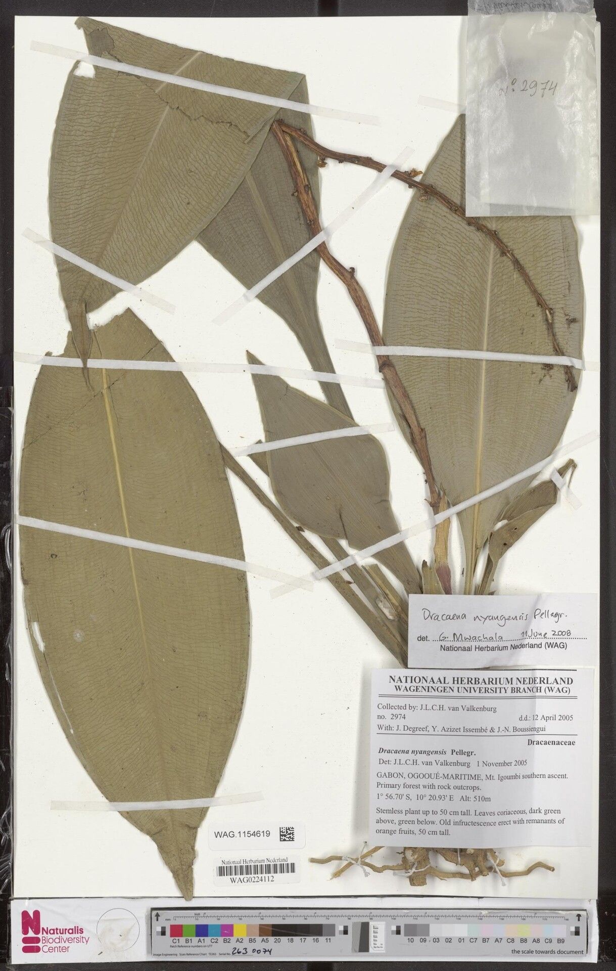 Dracaena mokoko — search result for 'Dracaena'