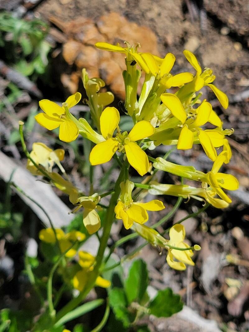 Erysimum capitatum flower