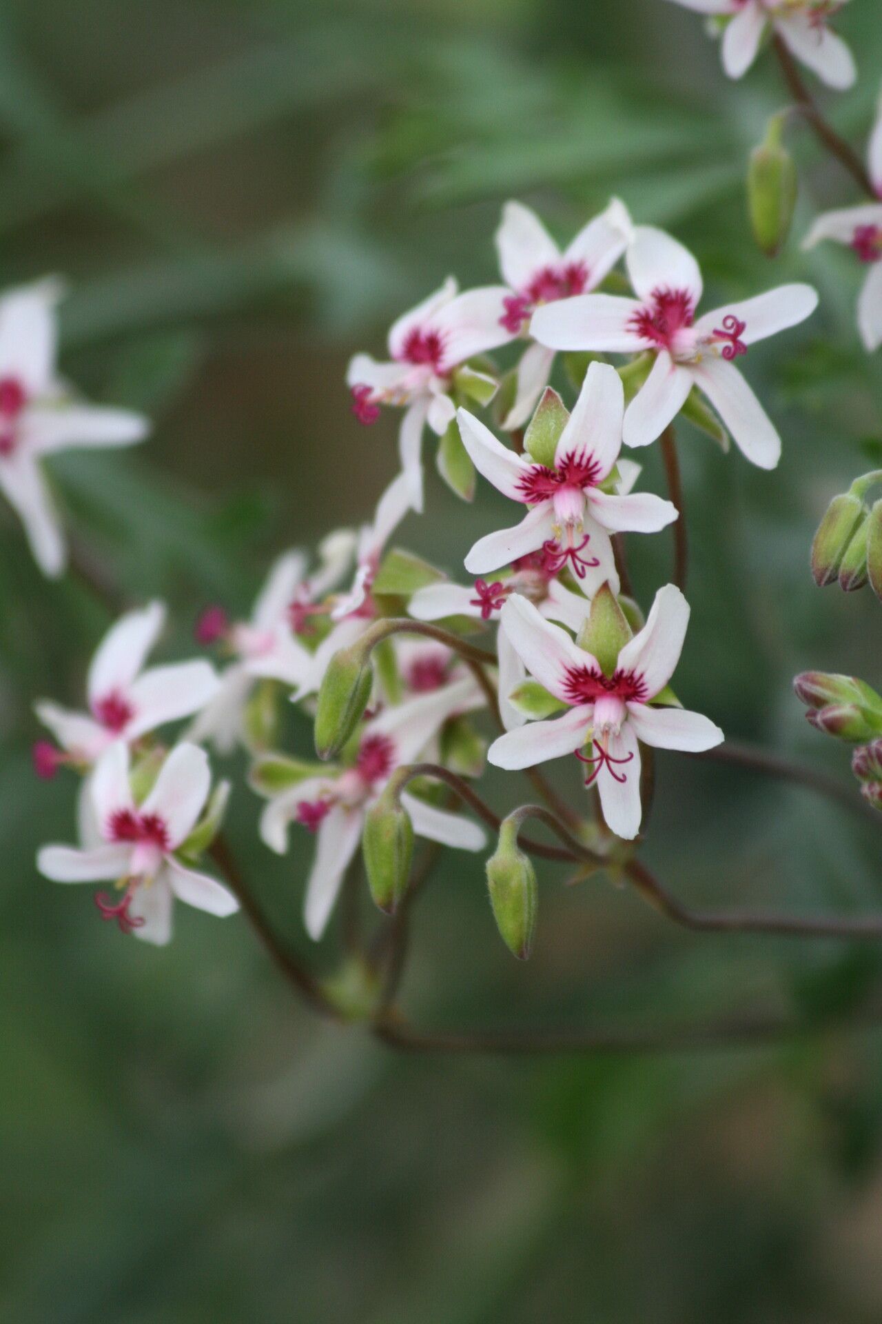 Pelargonium crithmifolium flower