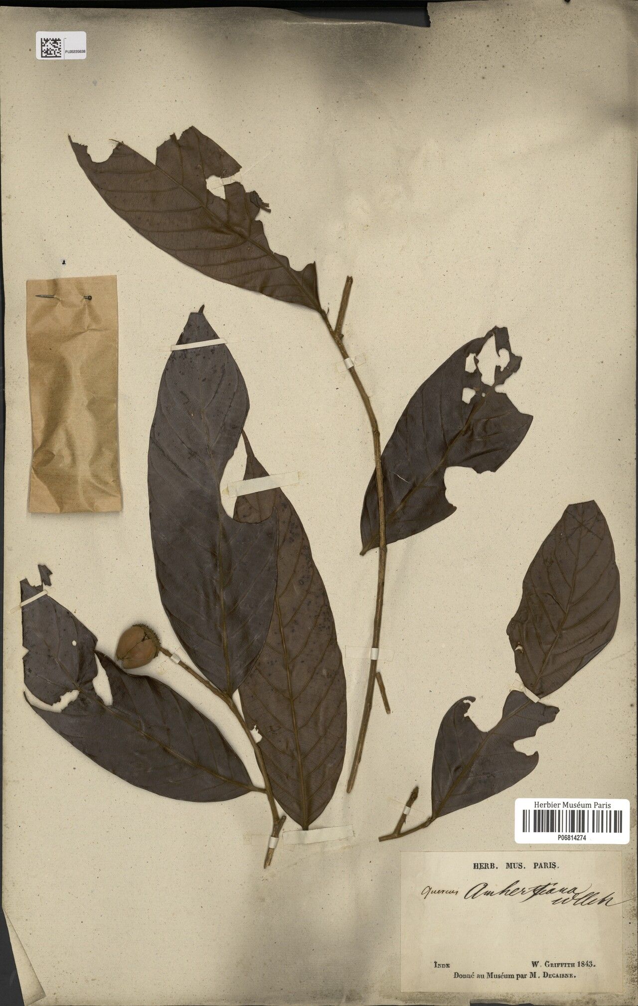 Lithocarpus amherstianus