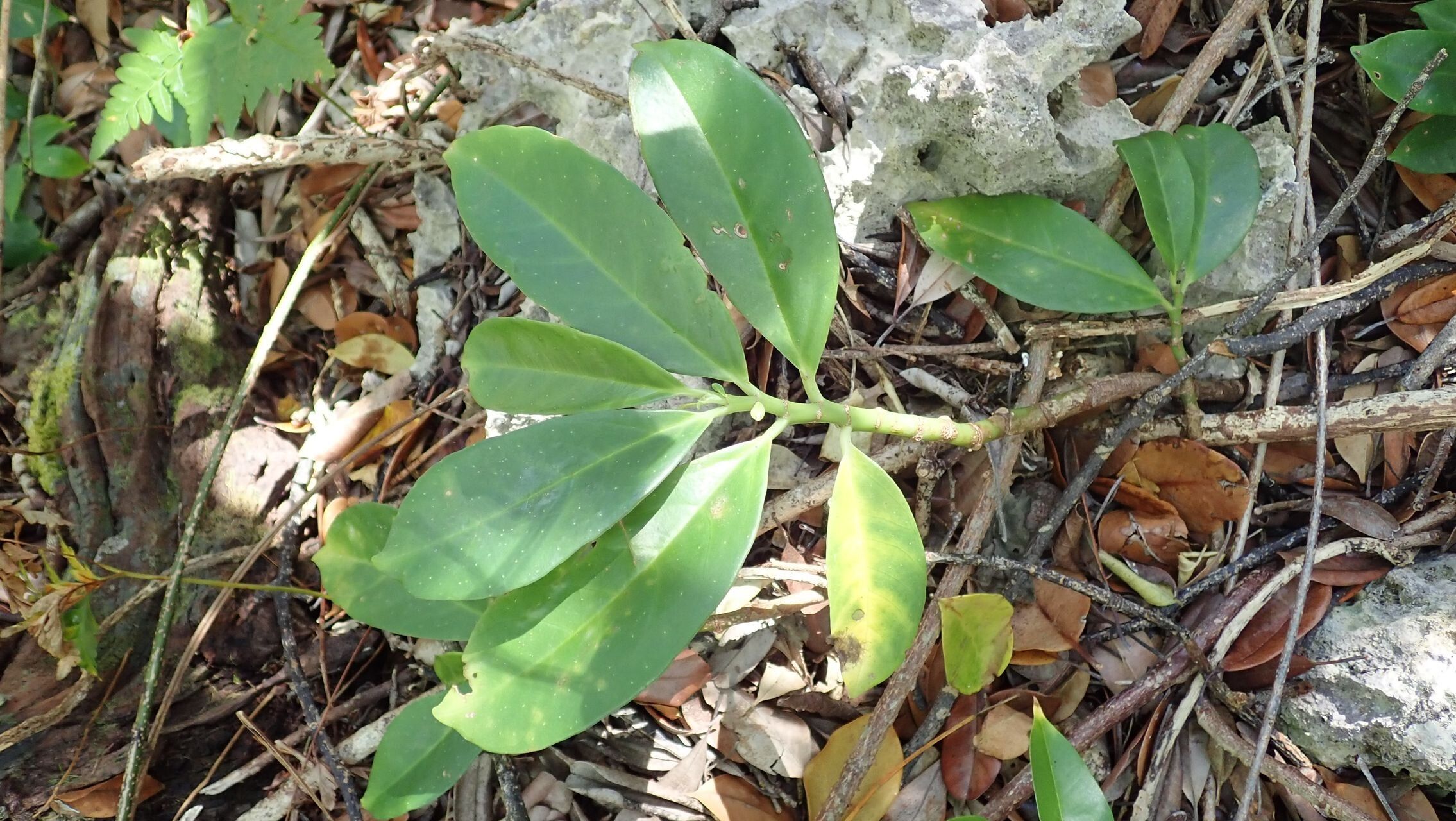Procris pedunculata habit