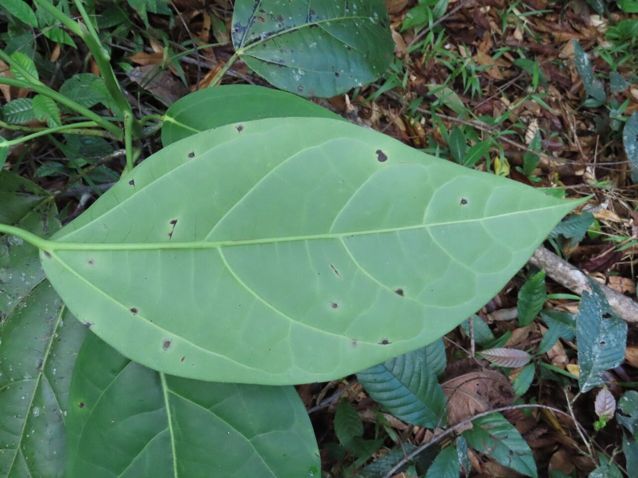 Hernandia didymantha leaf