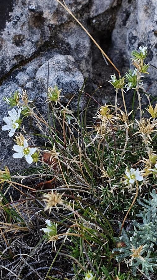 Arenaria aggregata habit