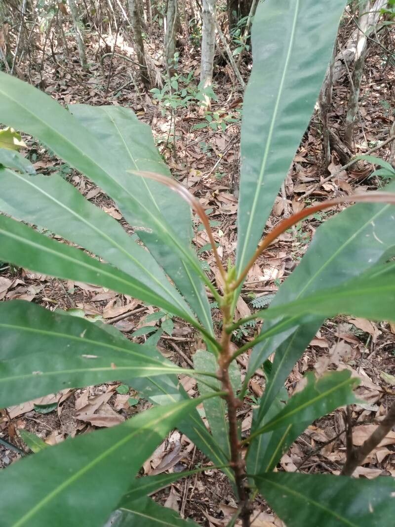 Lophira alata — search result for 'Gabon'