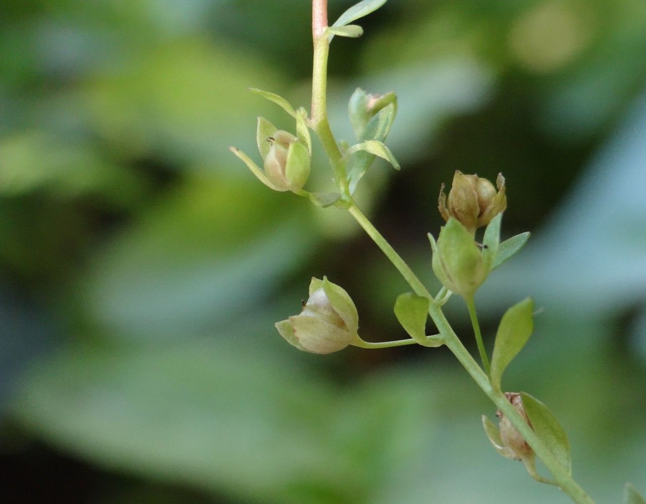 Veronica americana fruit