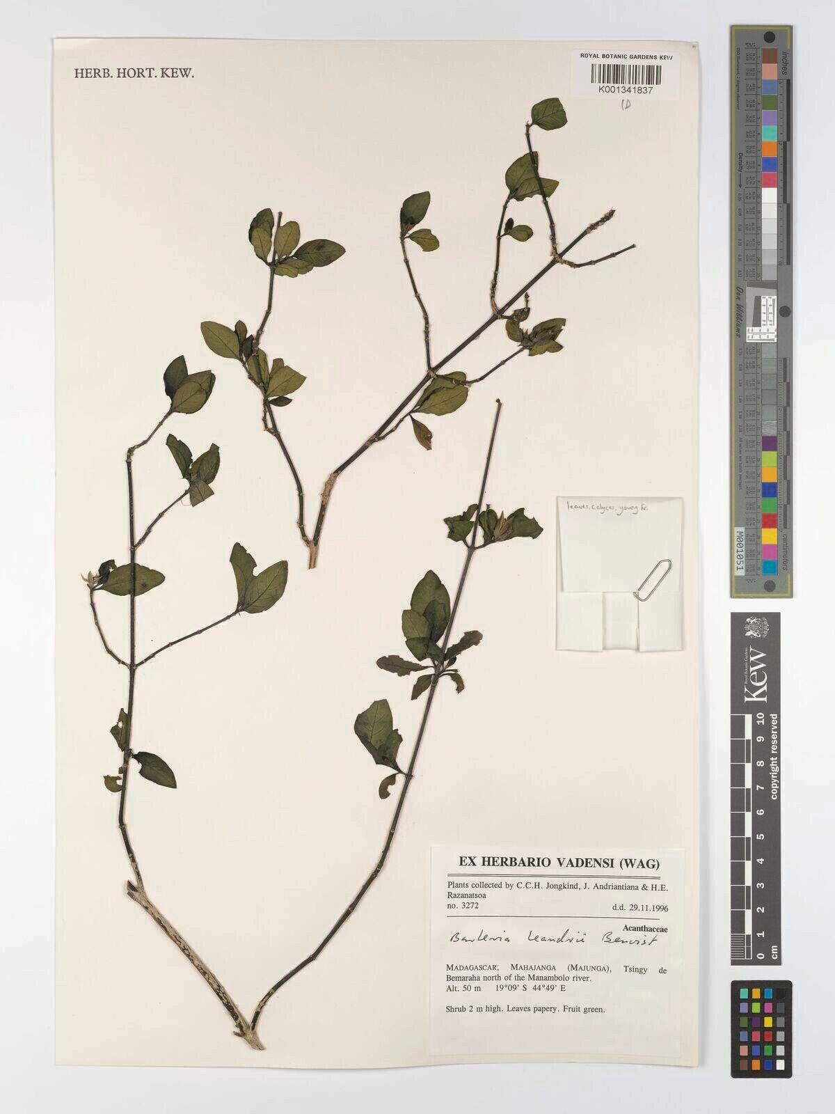 Barleria leandrii — houseplant care guide