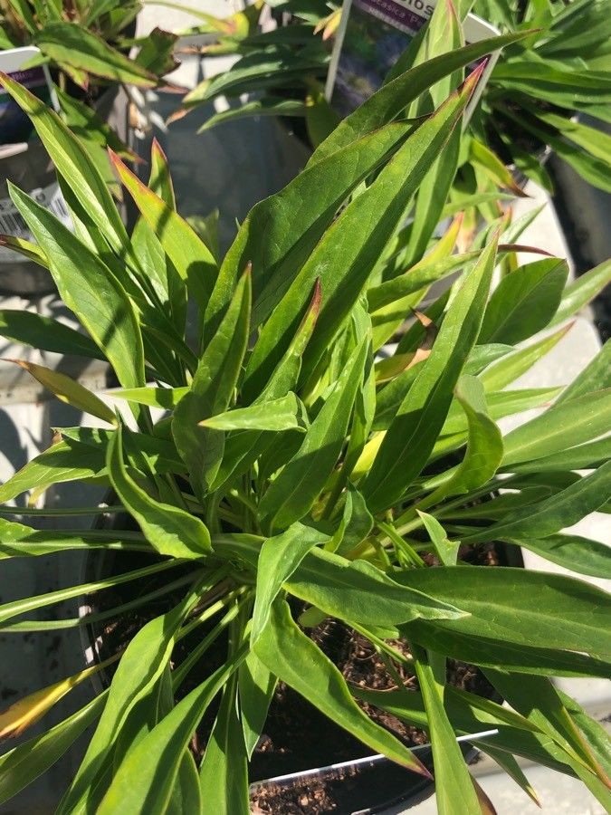 Lomelosia caucasica — related species from the same genus