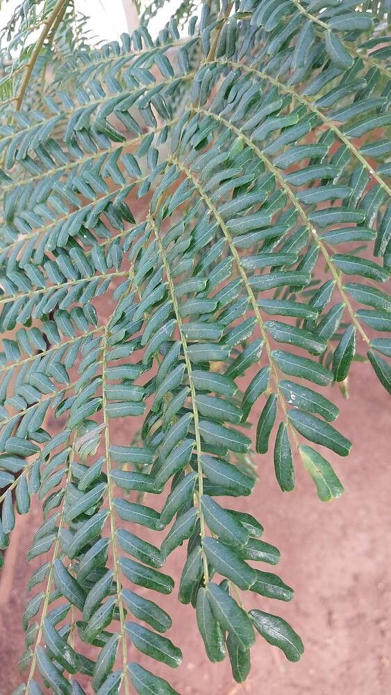 Serianthes calycina — related species from the same genus