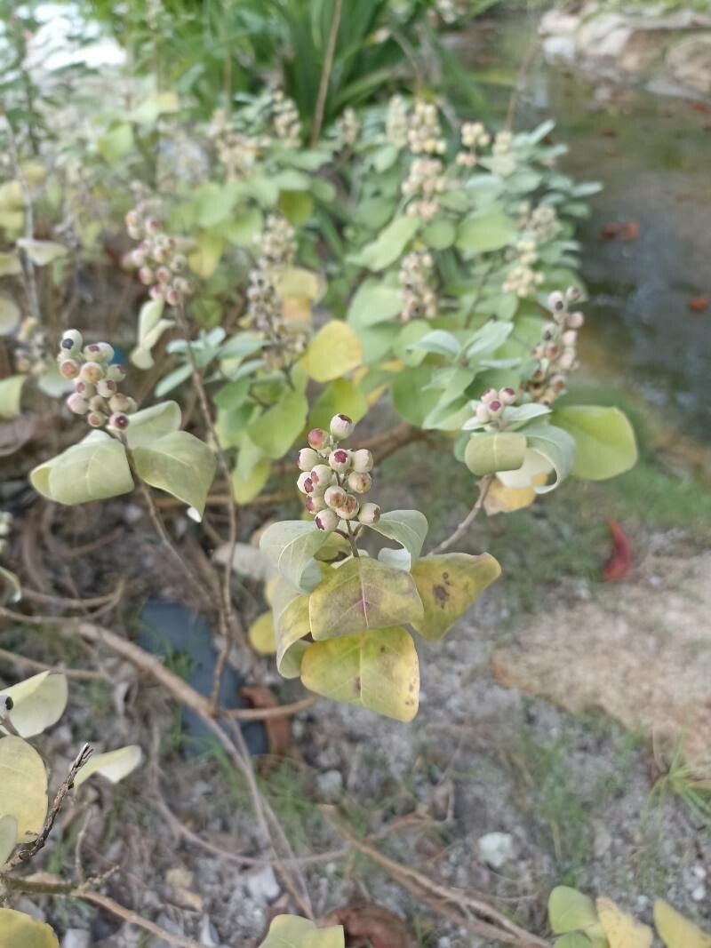 Vitex trifolia fruit