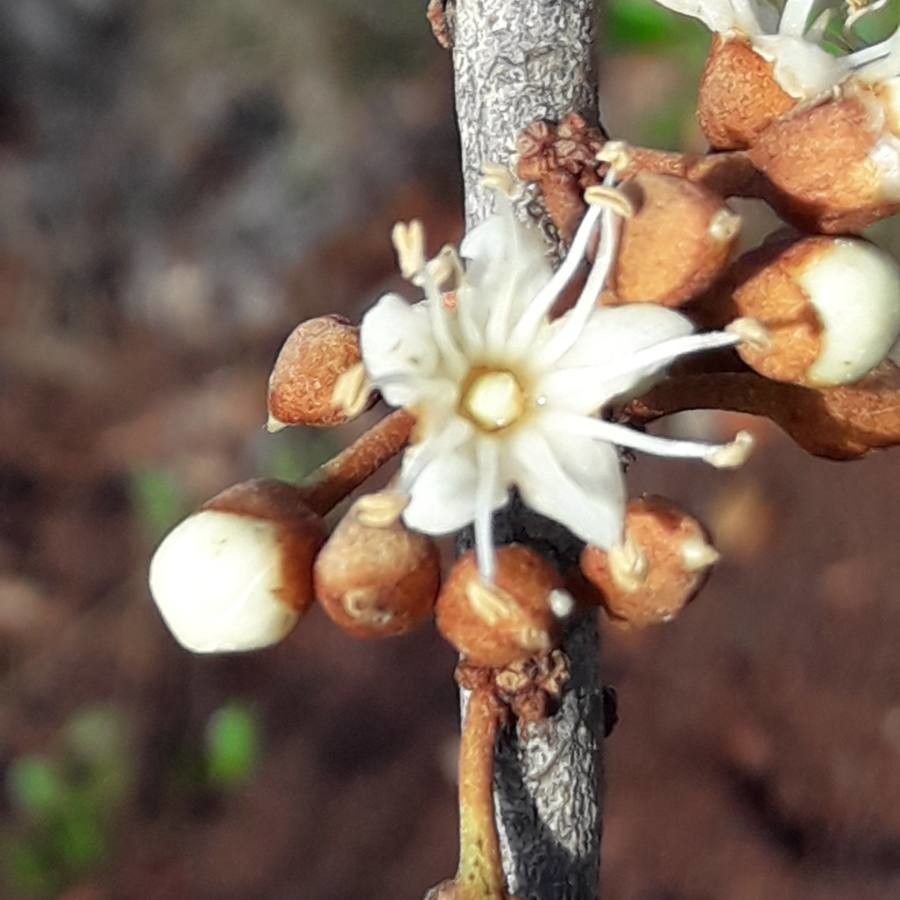 Pycnandra controversa flower