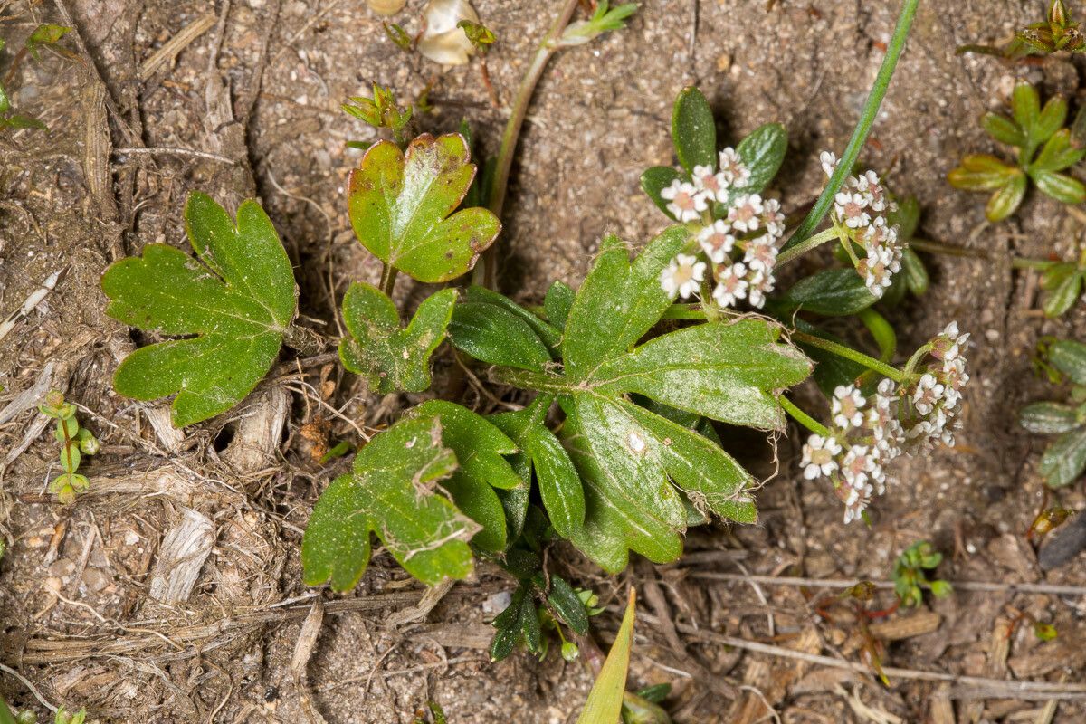 Bunium alpinum flower