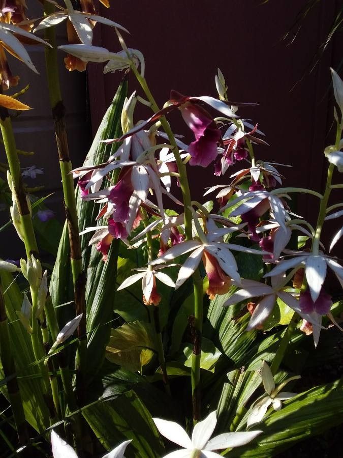Phaius australis — related species from the same genus