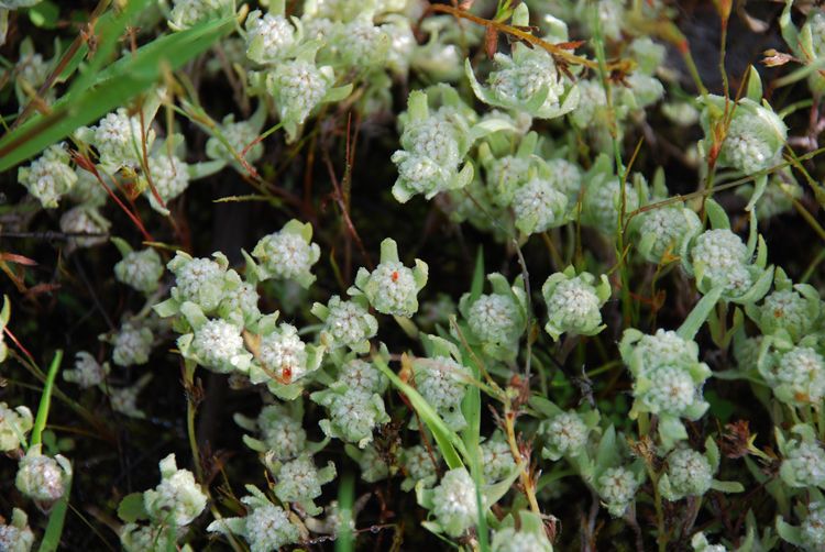 Psilocarphus elatior — related species from the same genus