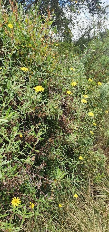Senecio rhammatophyllus habit