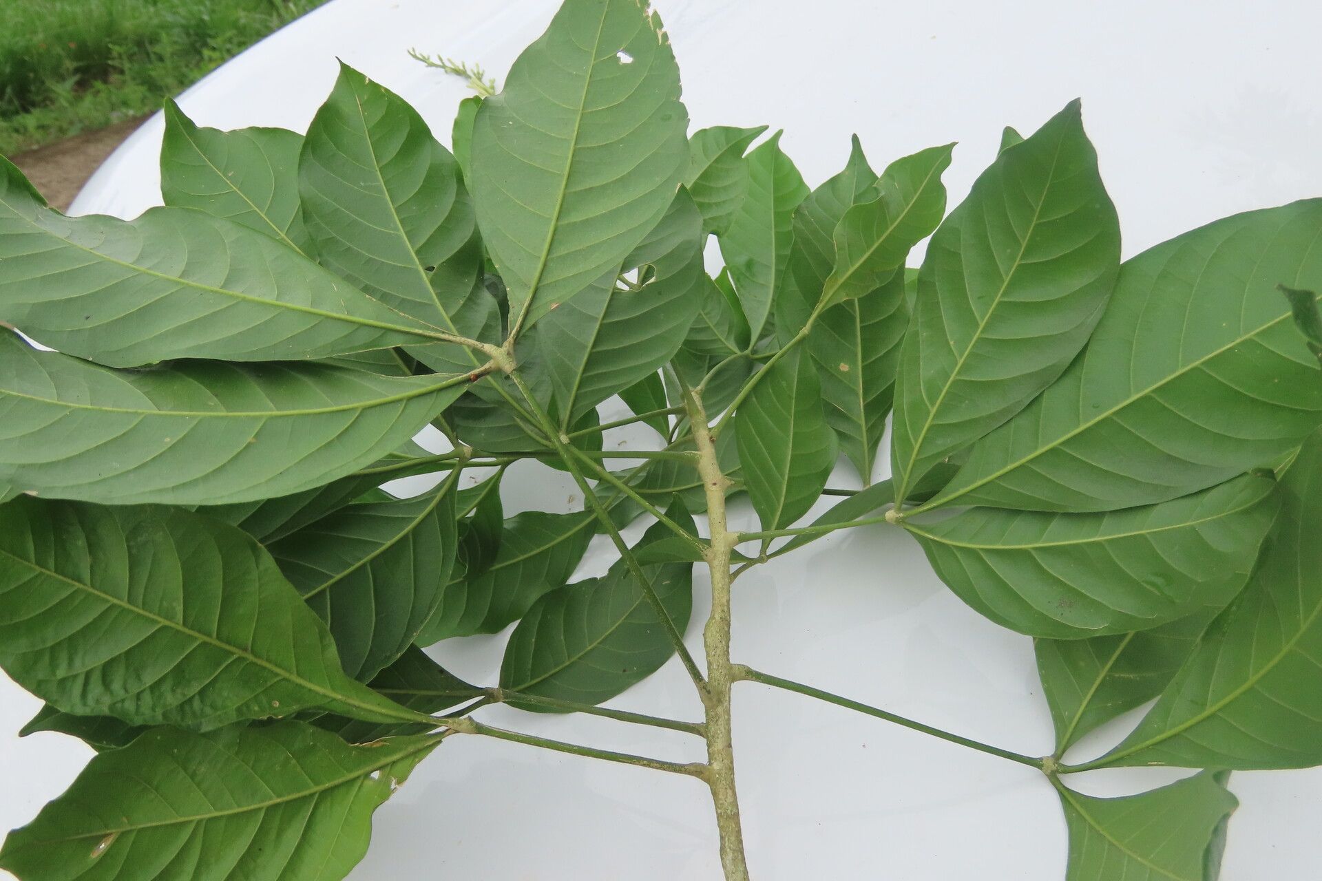 Angostura granulosa — related species from the same genus