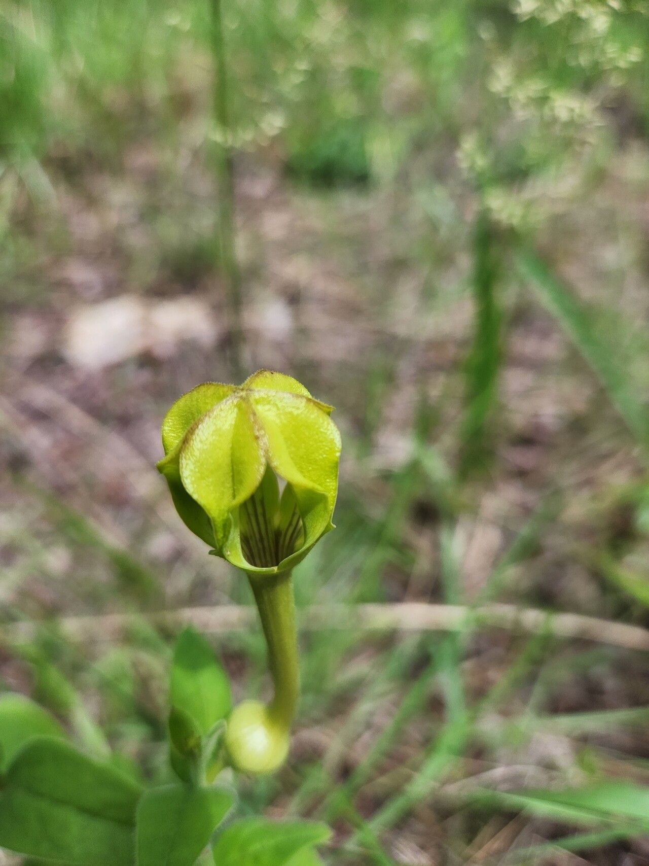 Ceropegia filipendula flower