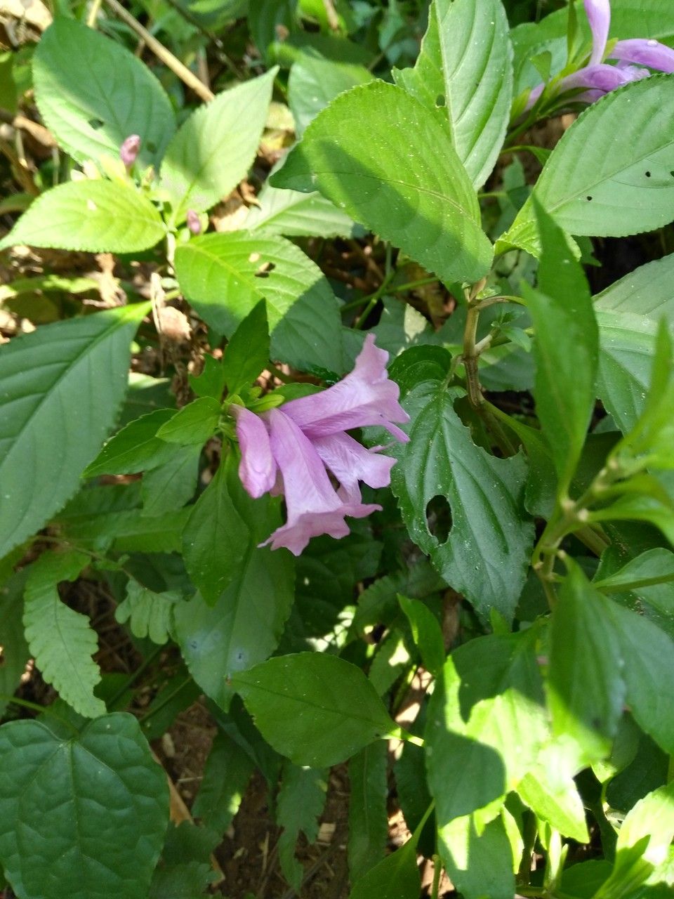 Strobilanthes cusia — search result for 'Acanthaceae'