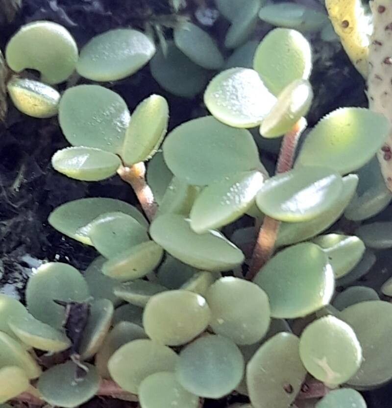 Peperomia lorentzii — search result for 'Peperomia'